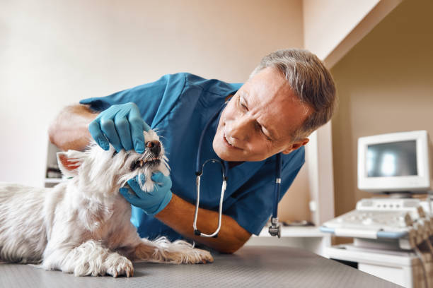 Best Walk-In Emergency Dentist in Logan, NM